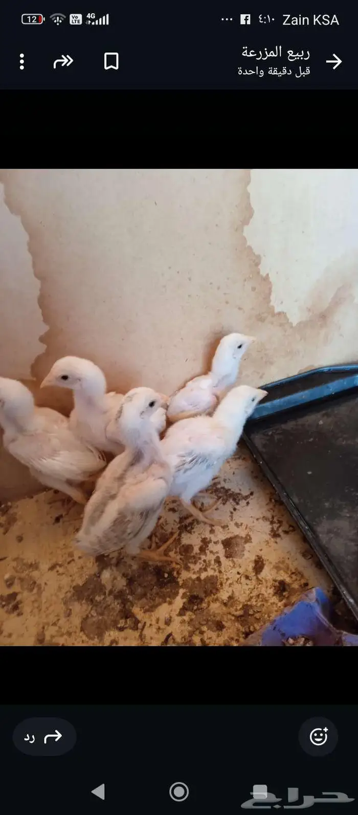 دجاج باكستاني بياض 7