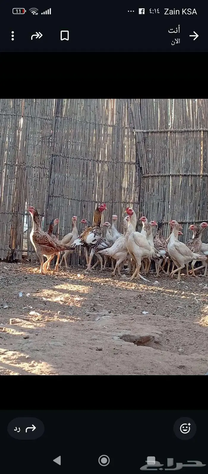 دجاج باكستاني بياض 6