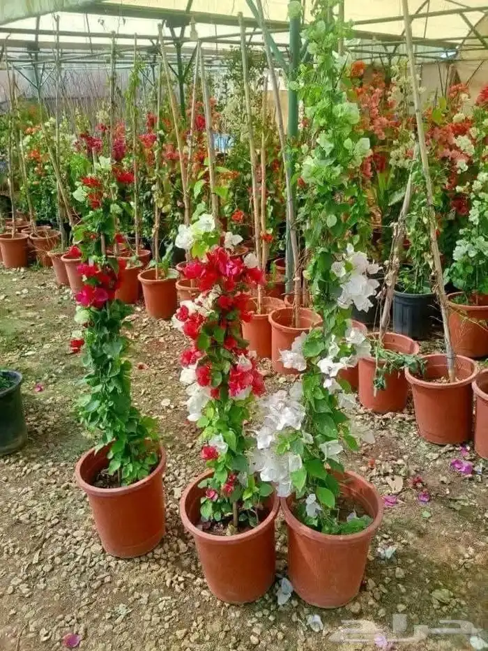 مشتل زراع طبيعي التيل الطبيعي وتركيب وشبكات الري 7