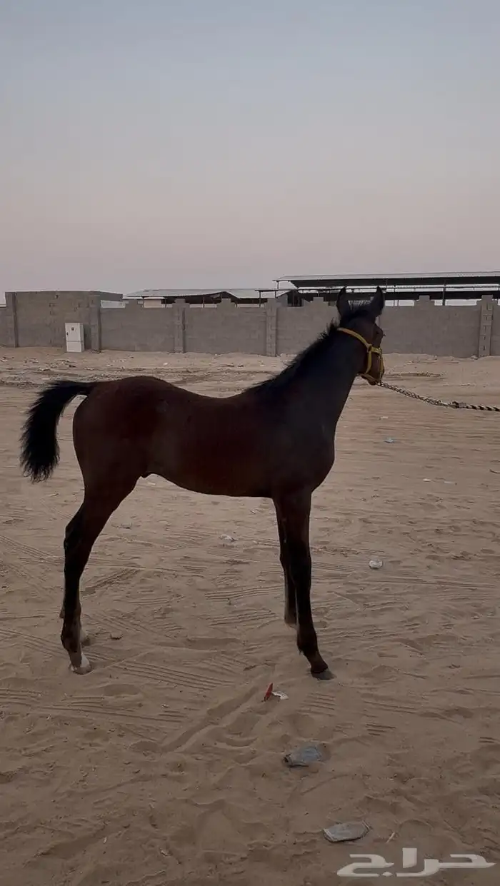 مهر من فواخر الشعبي 1