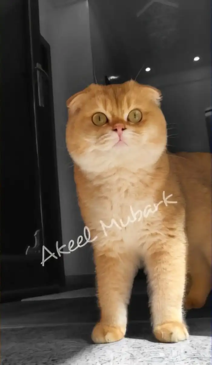 فرصة لاتتكرر سكوتش فولد ny11 أجداد شامبيون للبيع 0