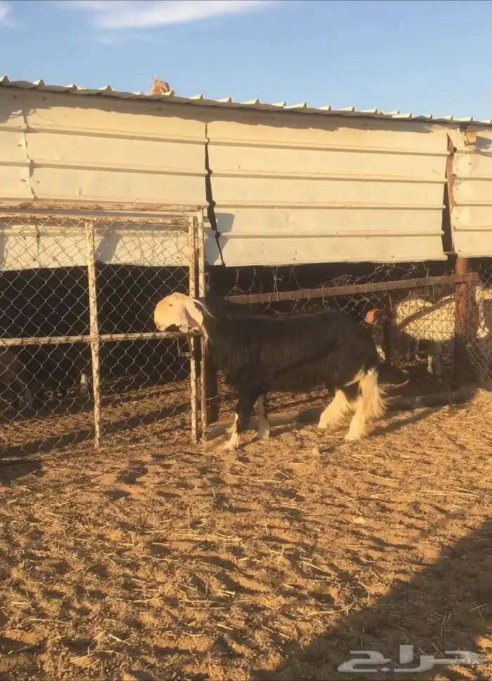 فحل نجدي طيب( تم البيع ) 1