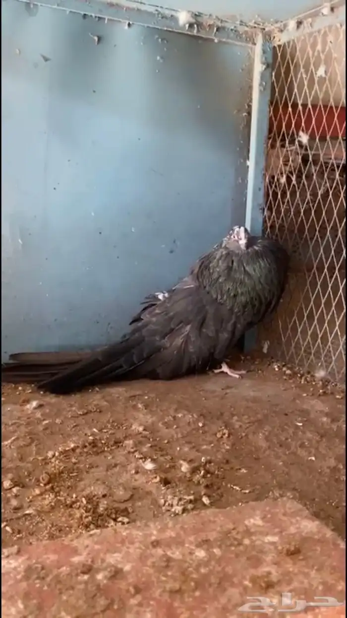 ( تم البيع ) للبيع ذكر حمام نفاخ 1