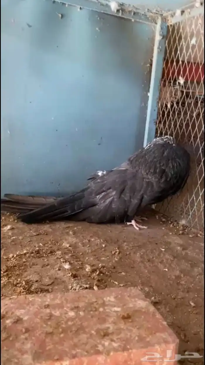 ( تم البيع ) للبيع ذكر حمام نفاخ 2