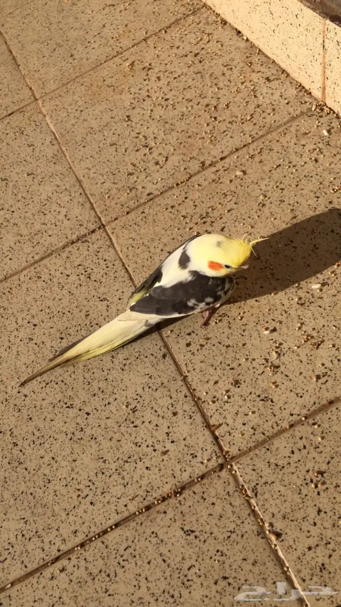 مفقود كروان او كوكتيل حفر الباطن حي ابو موسى الاشعري 0