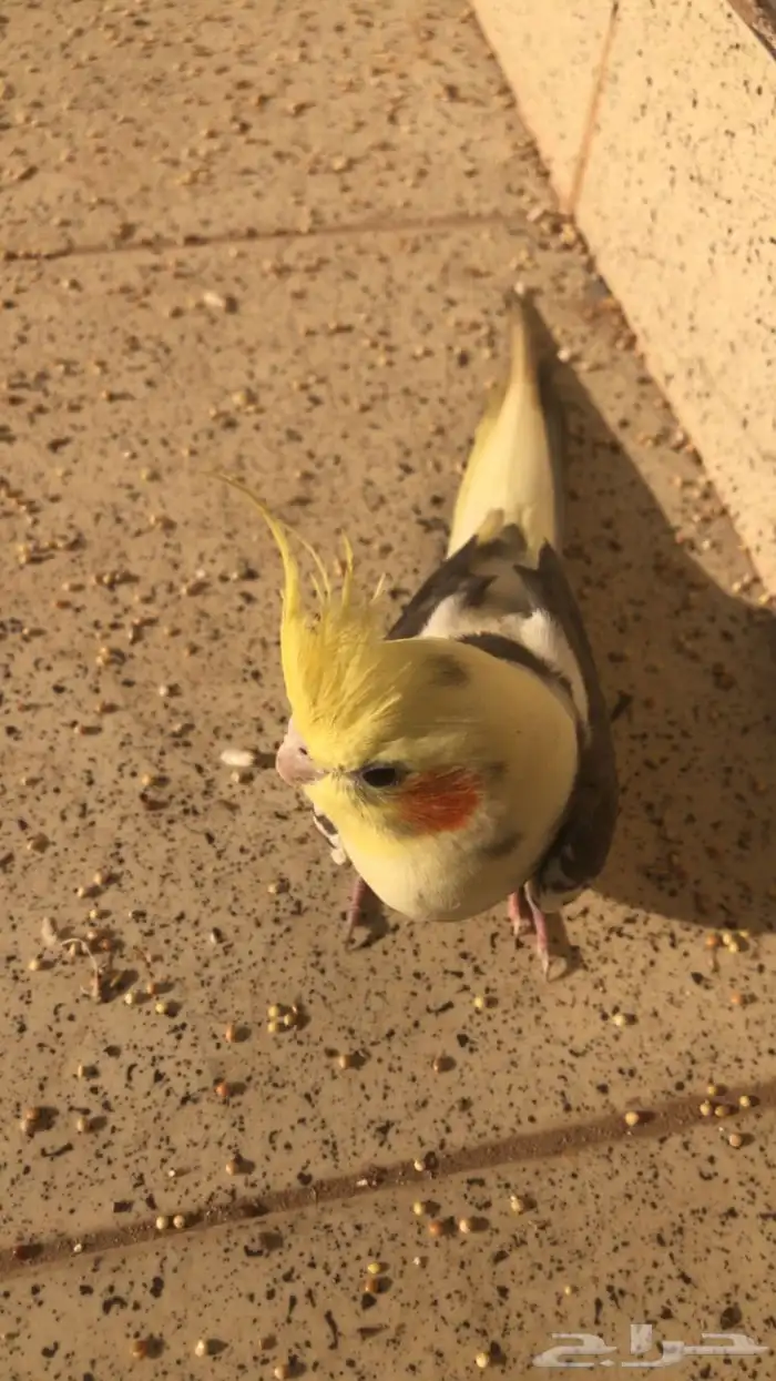 مفقود كروان او كوكتيل حفر الباطن حي ابو موسى الاشعري 1