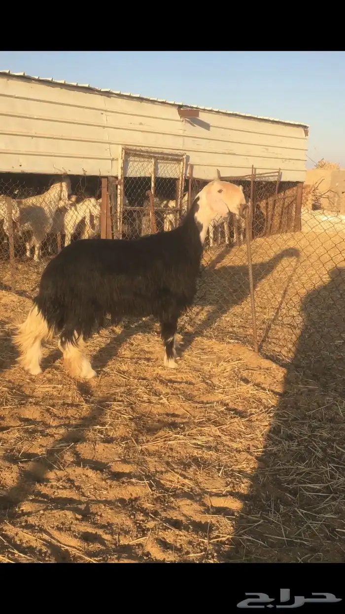 فحل نجدي طيب( تم البيع ) 0