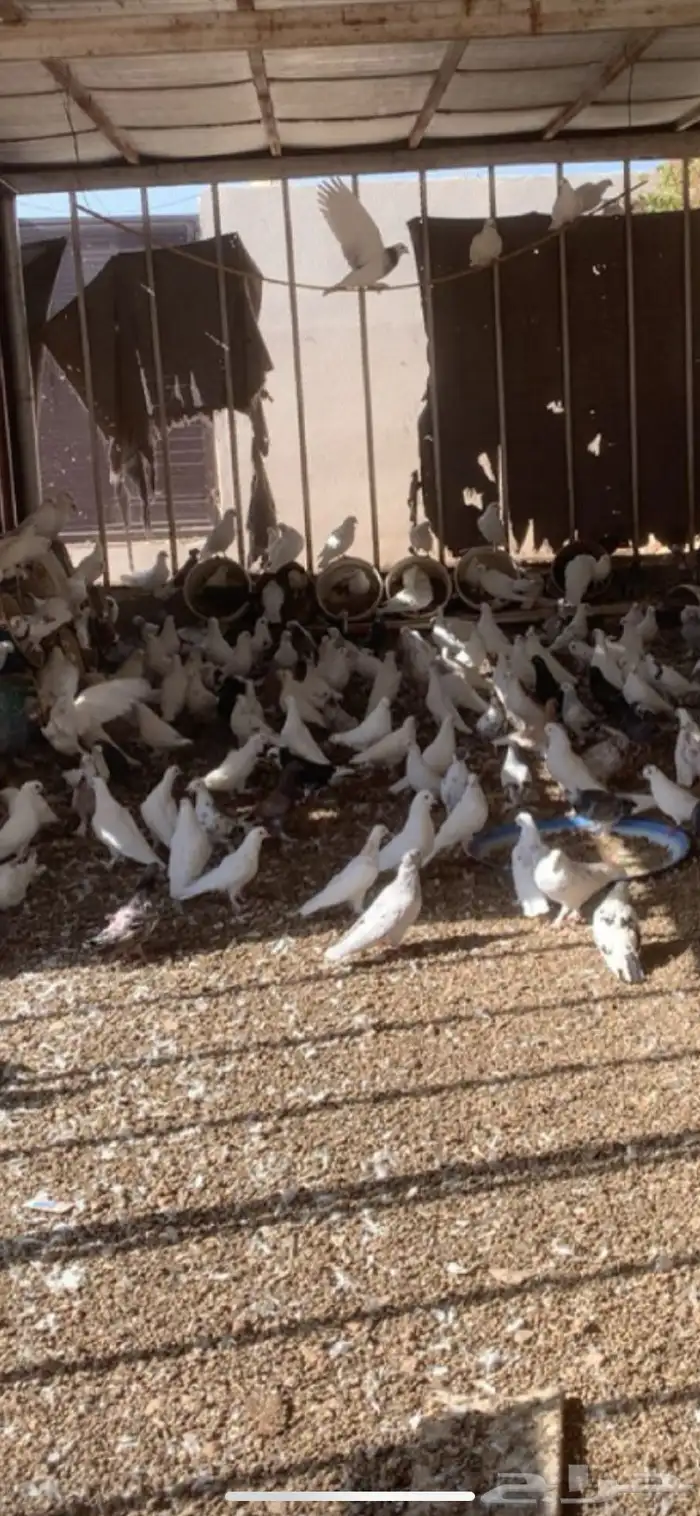 حمام للبيع 1