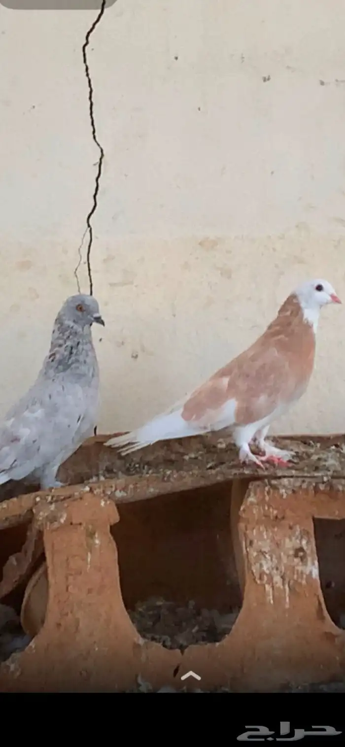 حمام للبيع 0