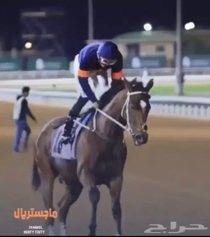 حصان إنجليزي مستورد 0