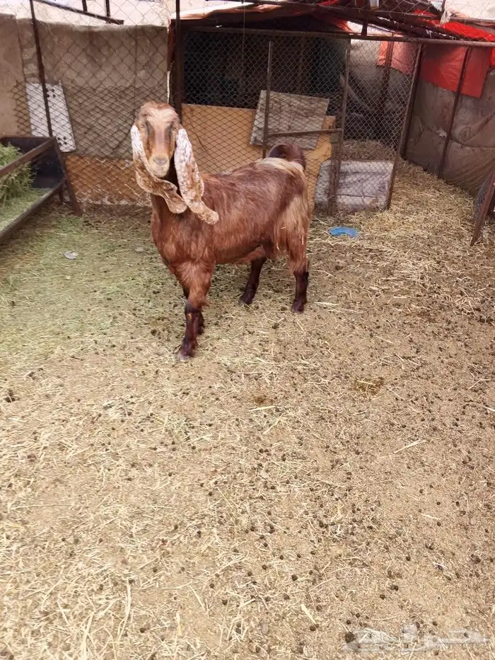 اعرض لكم عنز مصريه 1