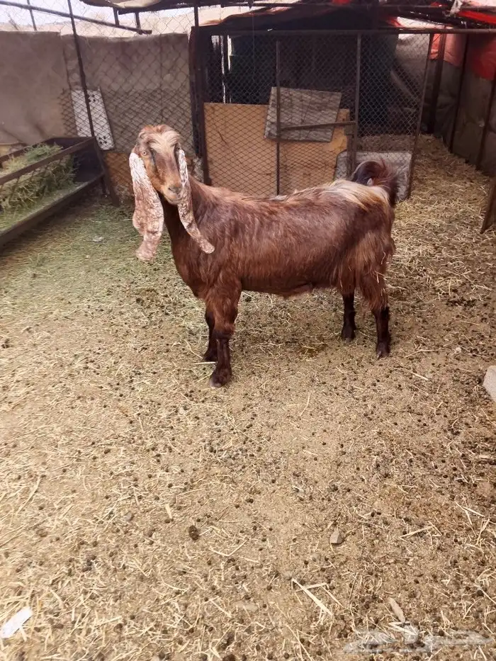 اعرض لكم عنز مصريه 5