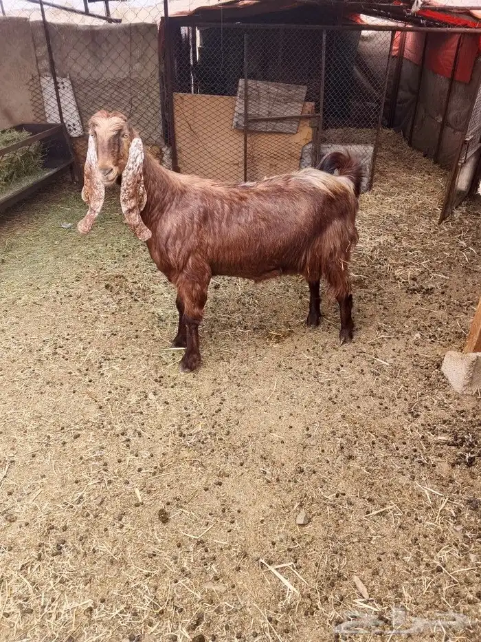 اعرض لكم عنز مصريه 6