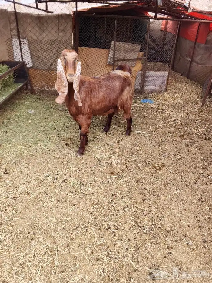 اعرض لكم عنز مصريه 2