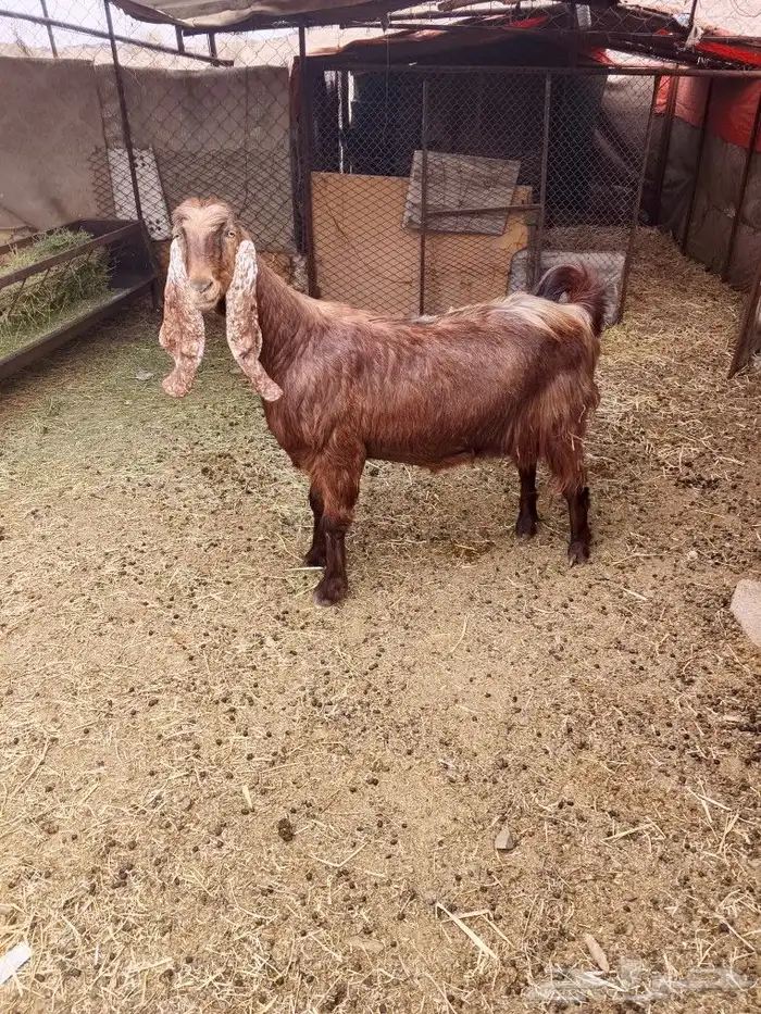 اعرض لكم عنز مصريه 4