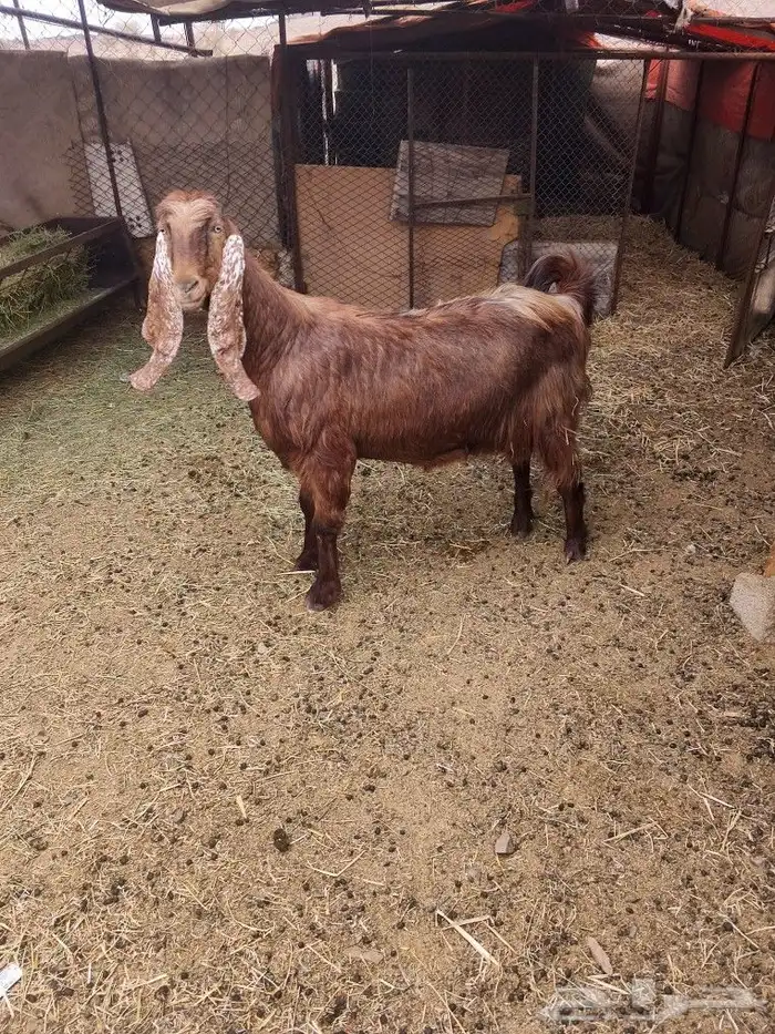 اعرض لكم عنز مصريه 3