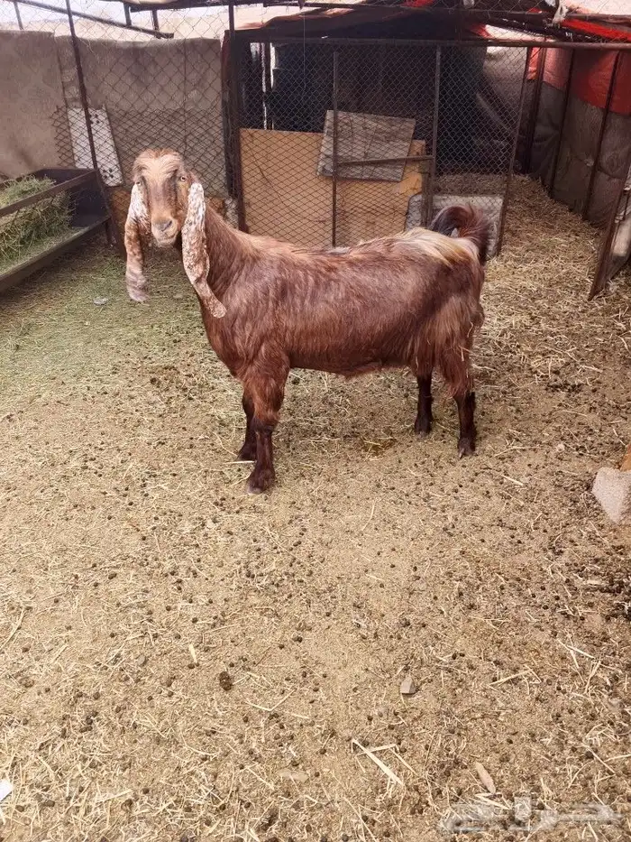 اعرض لكم عنز مصريه 7