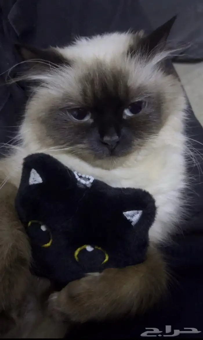 قطة انثى هملايا تزاوج 2