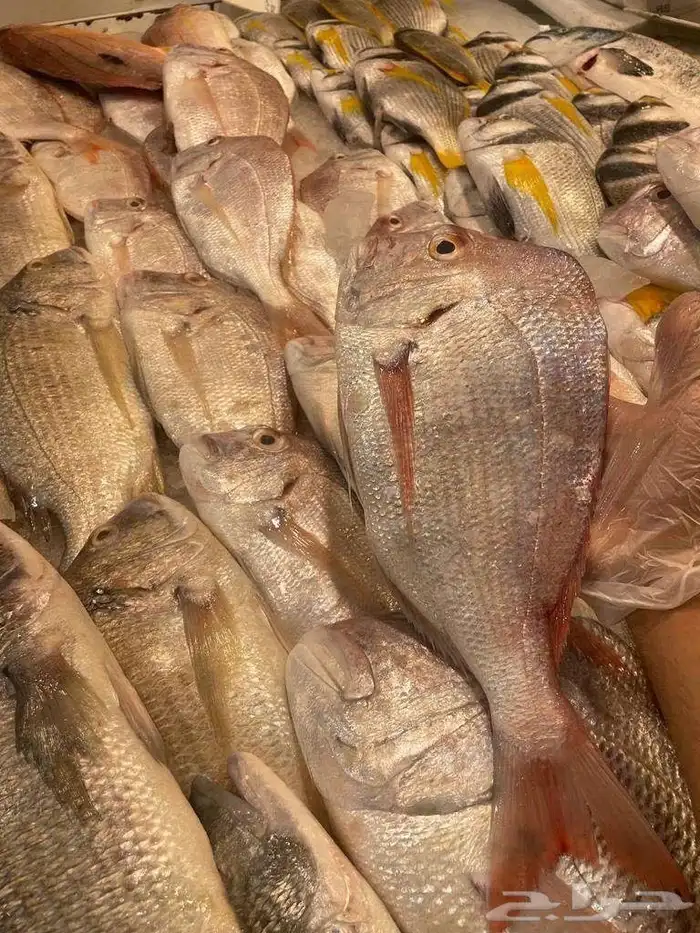 للبيع سمك و وبيان طازج 6