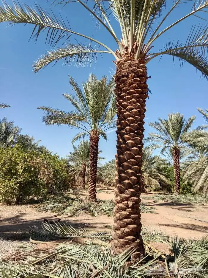 نخيل عربي للبيع 0