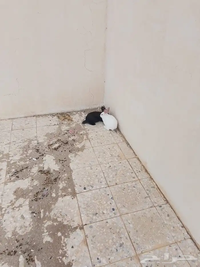 لبيع ارنب 0