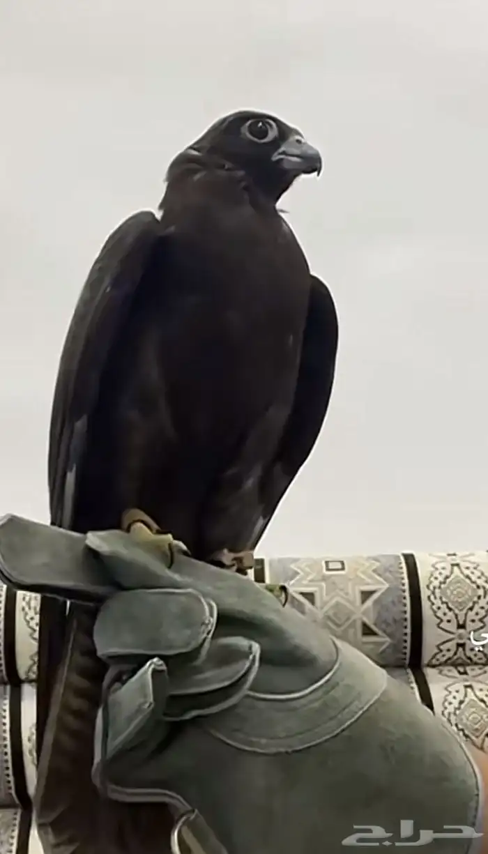 مطلوب بكه نادره نفس اللي بالصوره بظبط 0