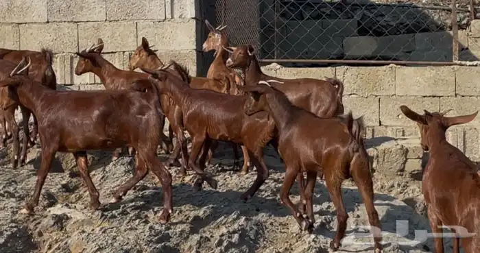 معزا دهم صنف الصنف ماشاء الله تم البيييع 5