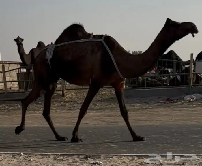 وضحاء طيبه و مجهم طيبه عشاير كلها جاهزه للضراب 1