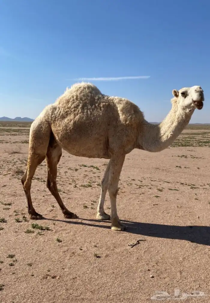 للبيع ضريبه واضحاء شاق 0