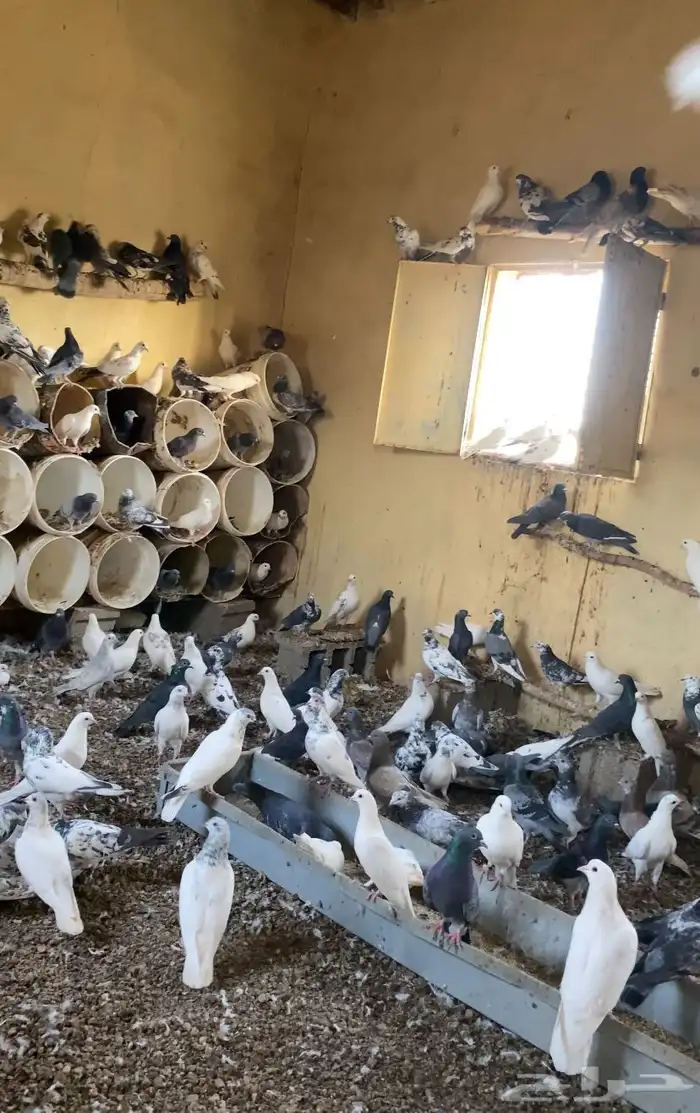 حمام بلدي ومشكل 1