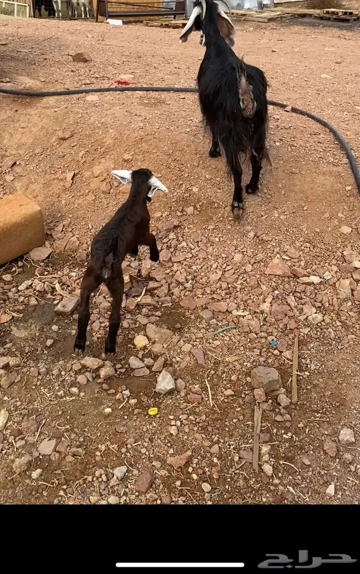 عنز حبشيه تحتها جفرة مزيونه(( تم البيع)) 3