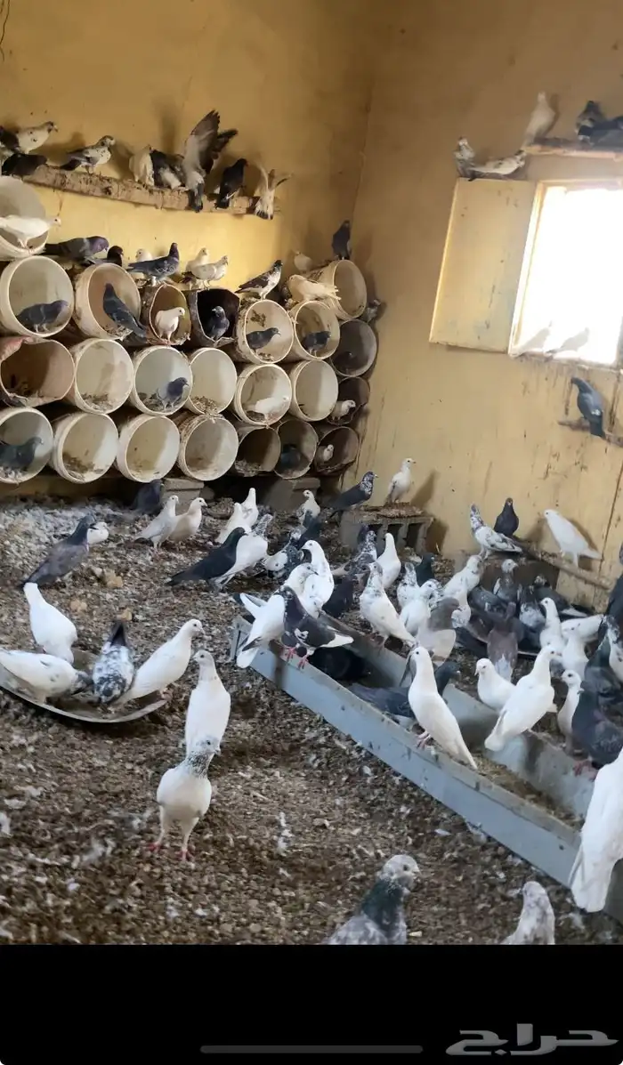 حمام بلدي ومشكل 0