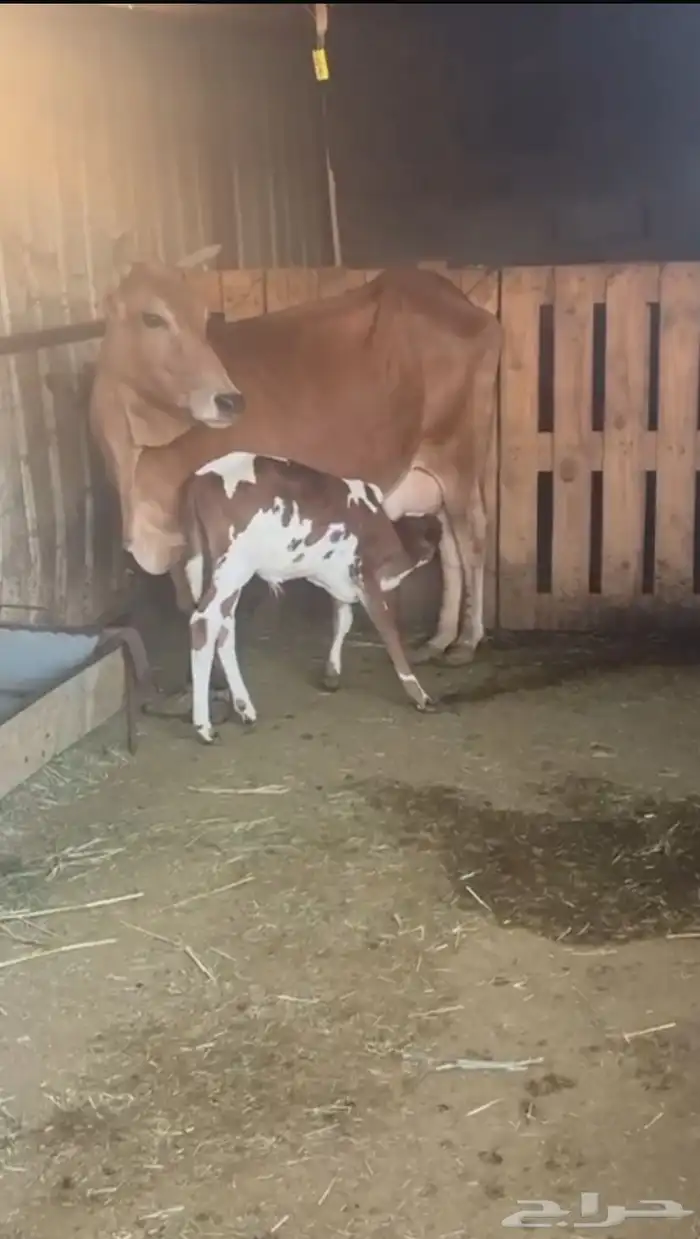 بقره بلديه من جازان 0