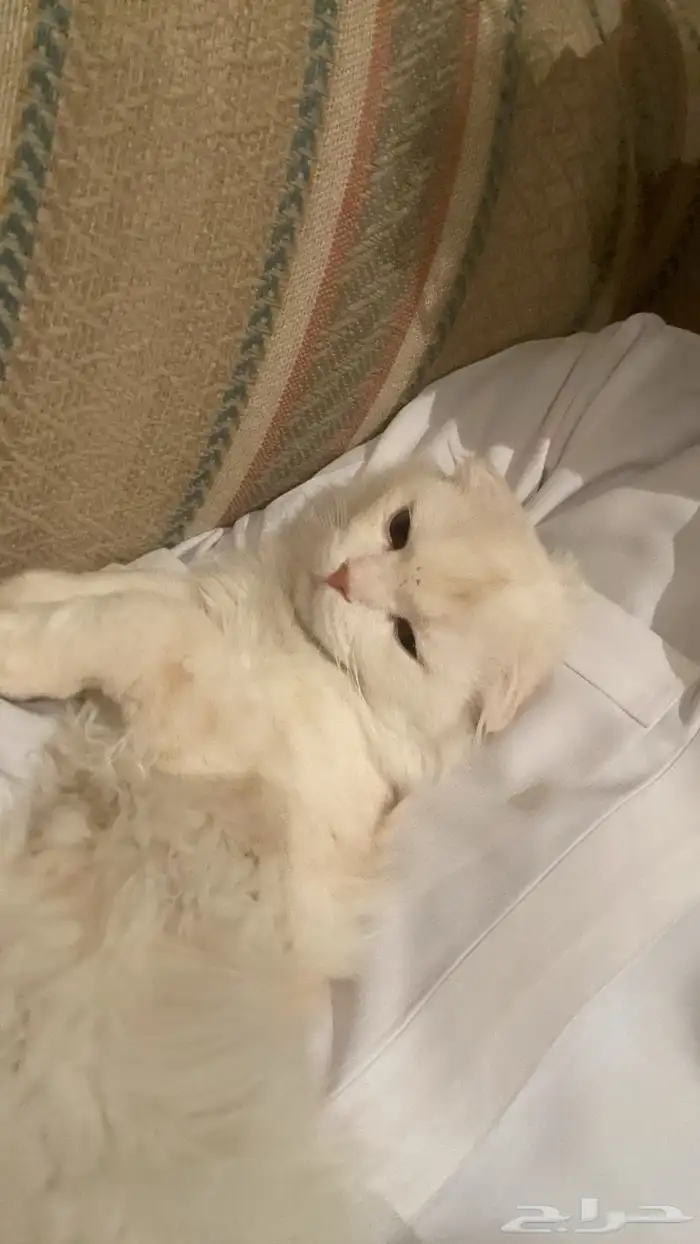 قطة للتبني 13