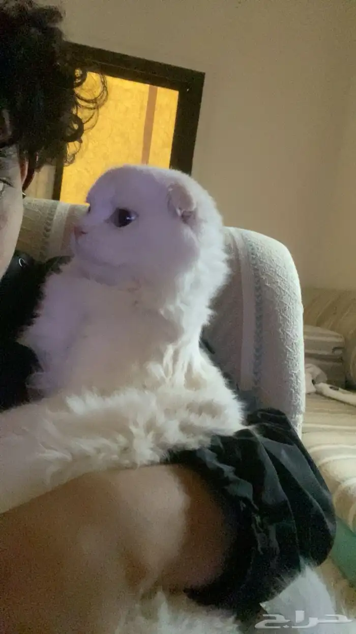 قطة للتبني 11