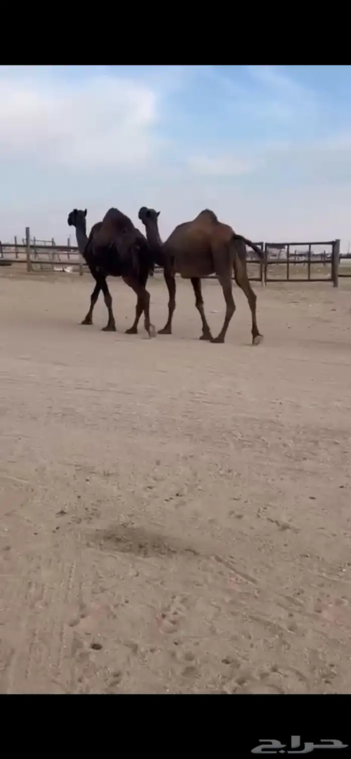 القحات للبيع 1