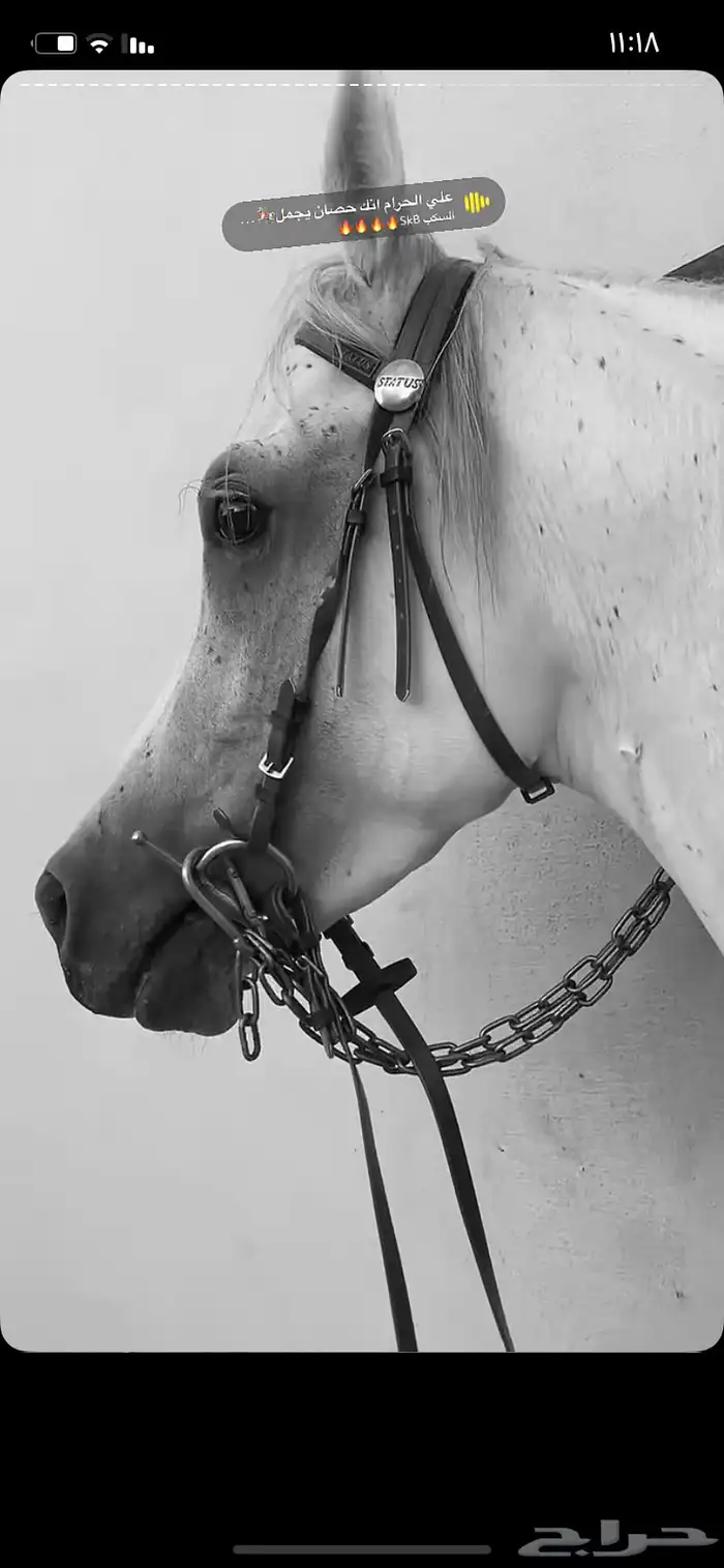 حصان شعبي شيخ. منوة القاني. سومه 6 لاف وفرق السوم نبيع 1