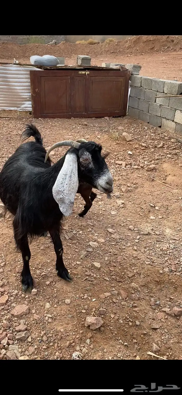 عنز حبشيه تحتها جفرة مزيونه(( تم البيع)) 0