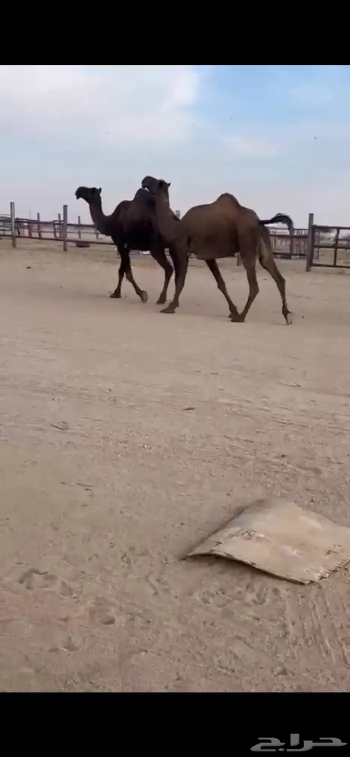 القحات للبيع 0