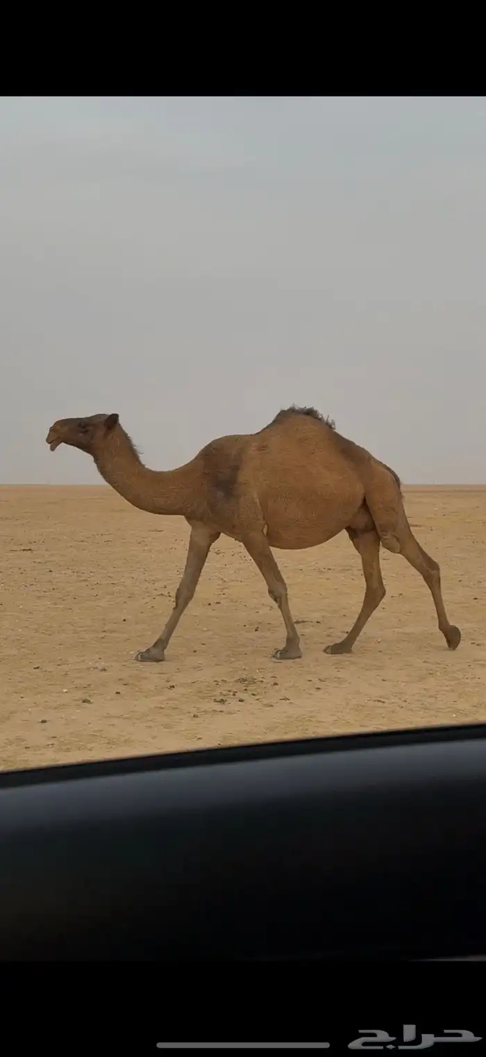 لقحه صفراء 0