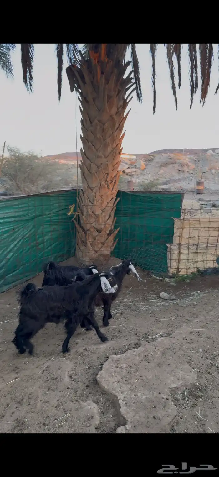 جفرات تب التب والبيع جمله وتفريد ويتوفر خدمة تقسط تمارا 1