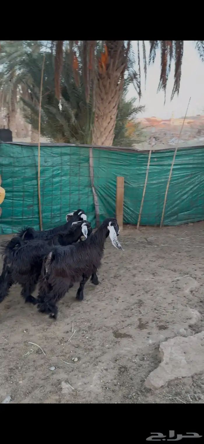 جفرات تب التب والبيع جمله وتفريد ويتوفر خدمة تقسط تمارا 0