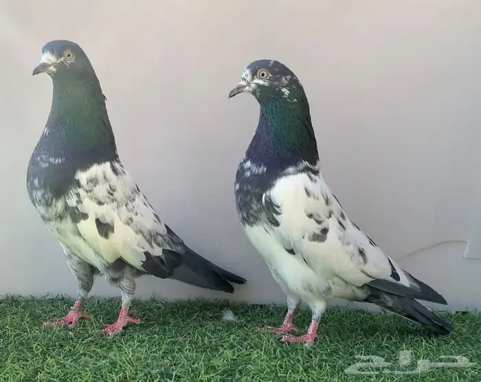 جوز تيدي سلارا 0