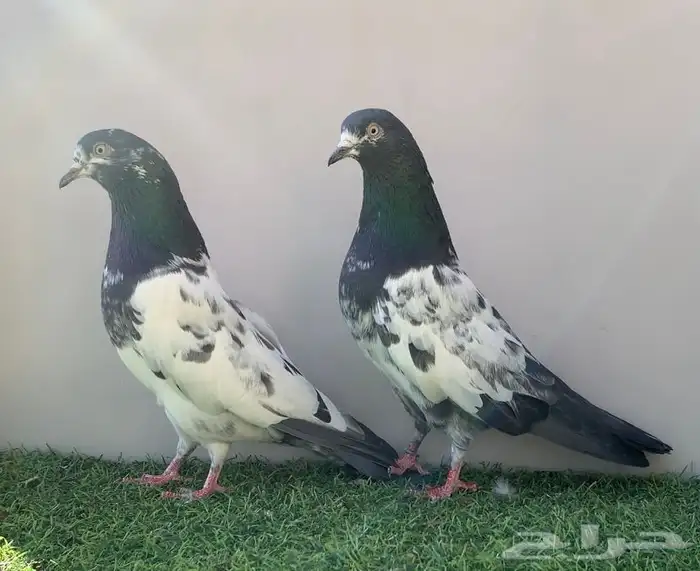 جوز تيدي سلارا 1