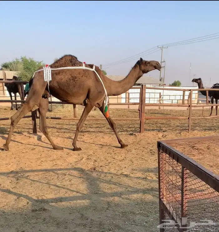 للبيع بكر ضروبه توه معزول حاشيها السن رباع 0