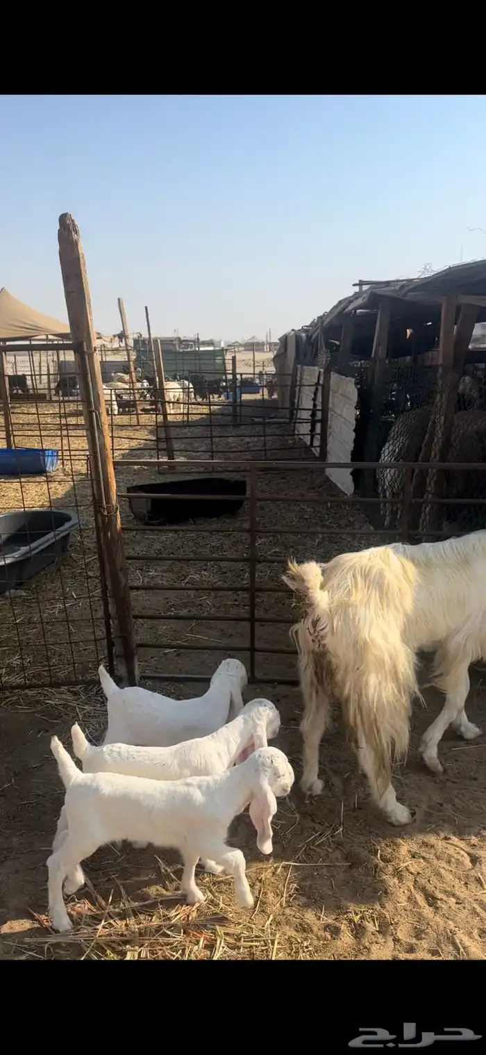 عنز مشروكه تحتها 3 تيوس 0