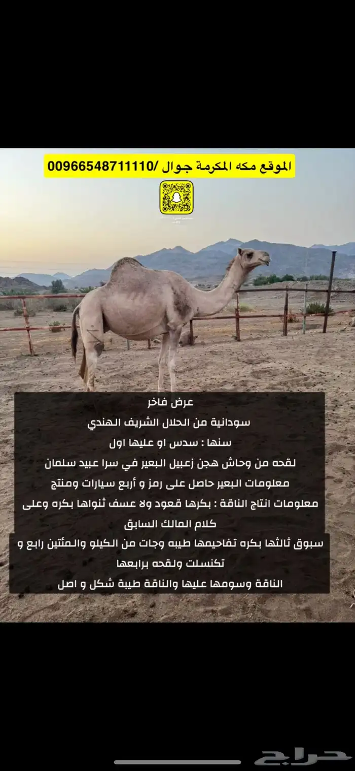 سودانية فاخره طيبه 0