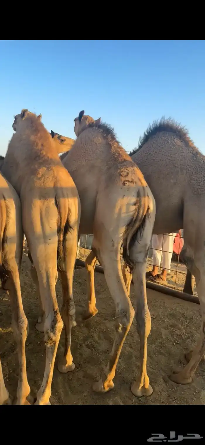 قعدان مفاريد مغلقه 0