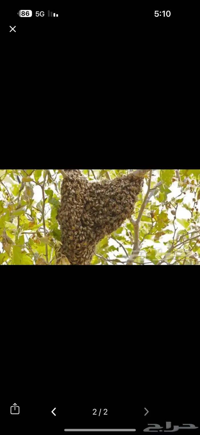 نحال ولدي المعرفه والخبره في النحل 2