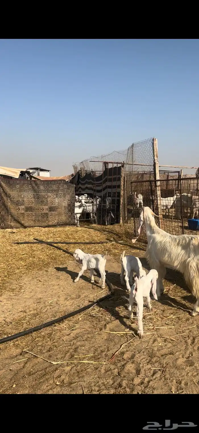 عنز مشروكه تحتها 3 تيوس 2